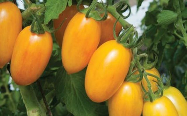 Nữ giám đốc bỏ việc mang giống cà chua Nova trồng tại Đăk Lăk
